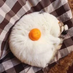 猪仔